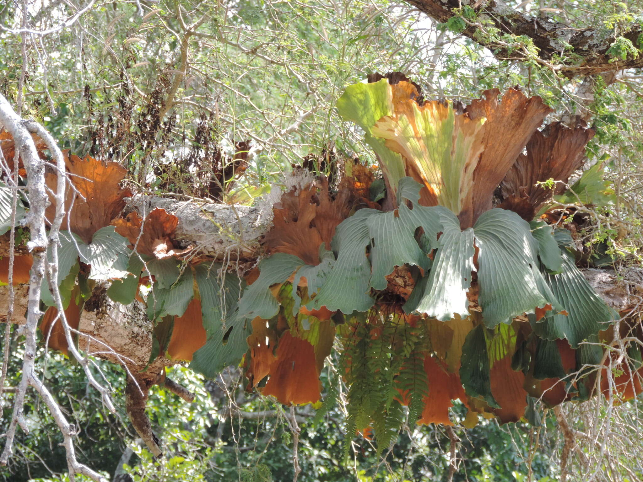 Imagem de Platycerium elephantotis Schweinf.