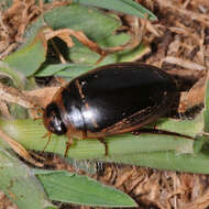 Image of Hydaticus (Hydaticus) transversalis (Pontoppidan 1763)