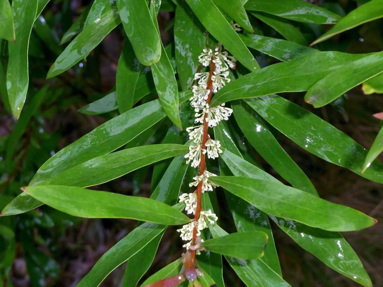 Image of Hakea salicifolia subsp. salicifolia