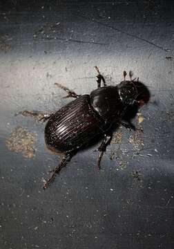 Image of Night-flying Dung Beetle