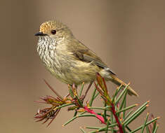 Image of Brown Thornbill