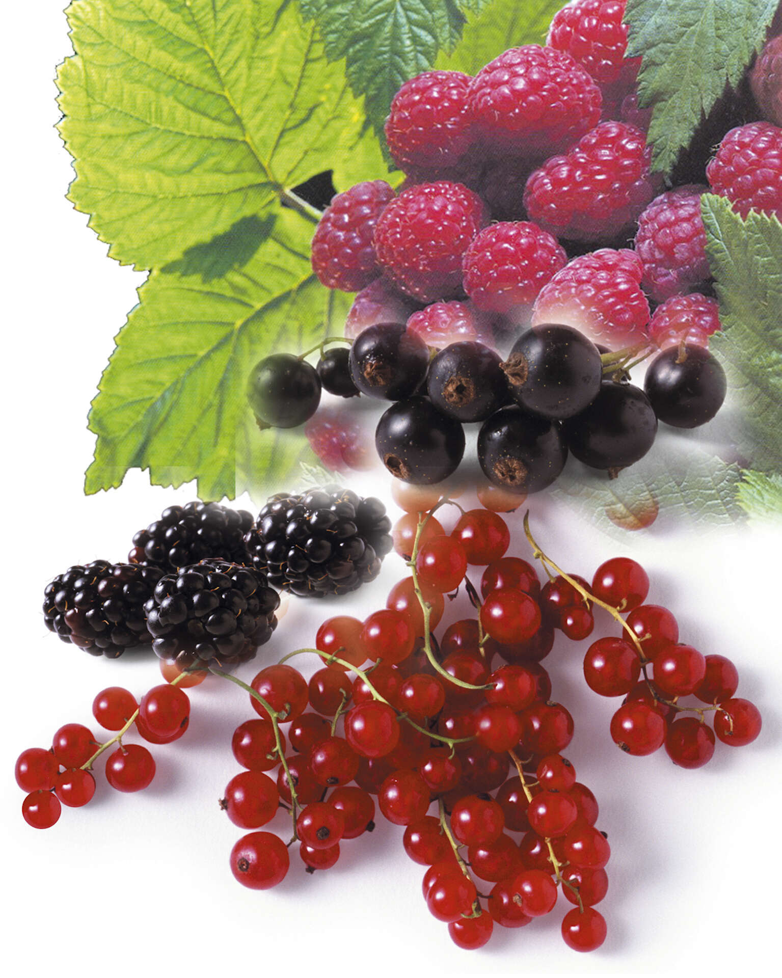 Image of Black Currant