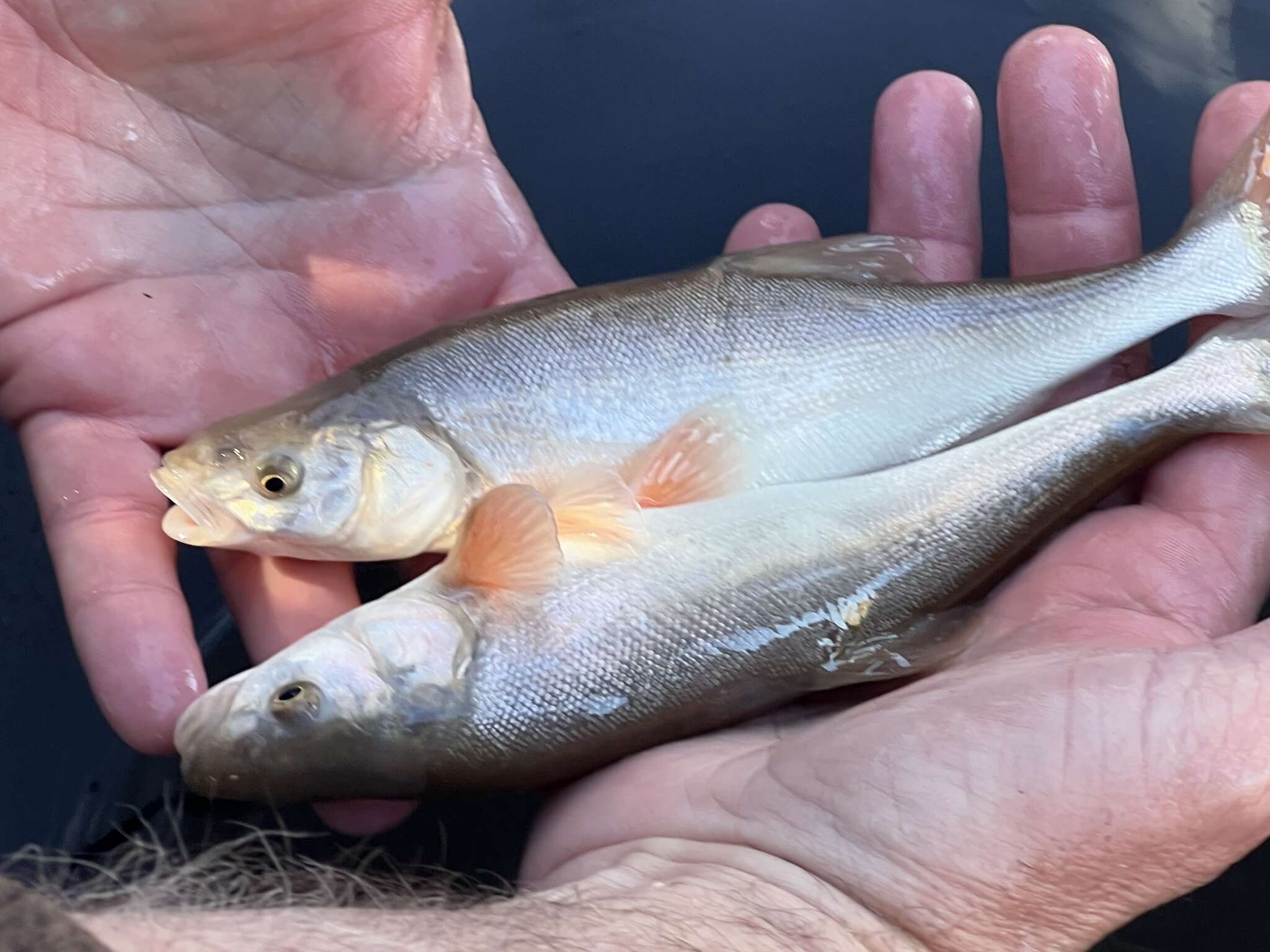 Image of Virgin River Chub