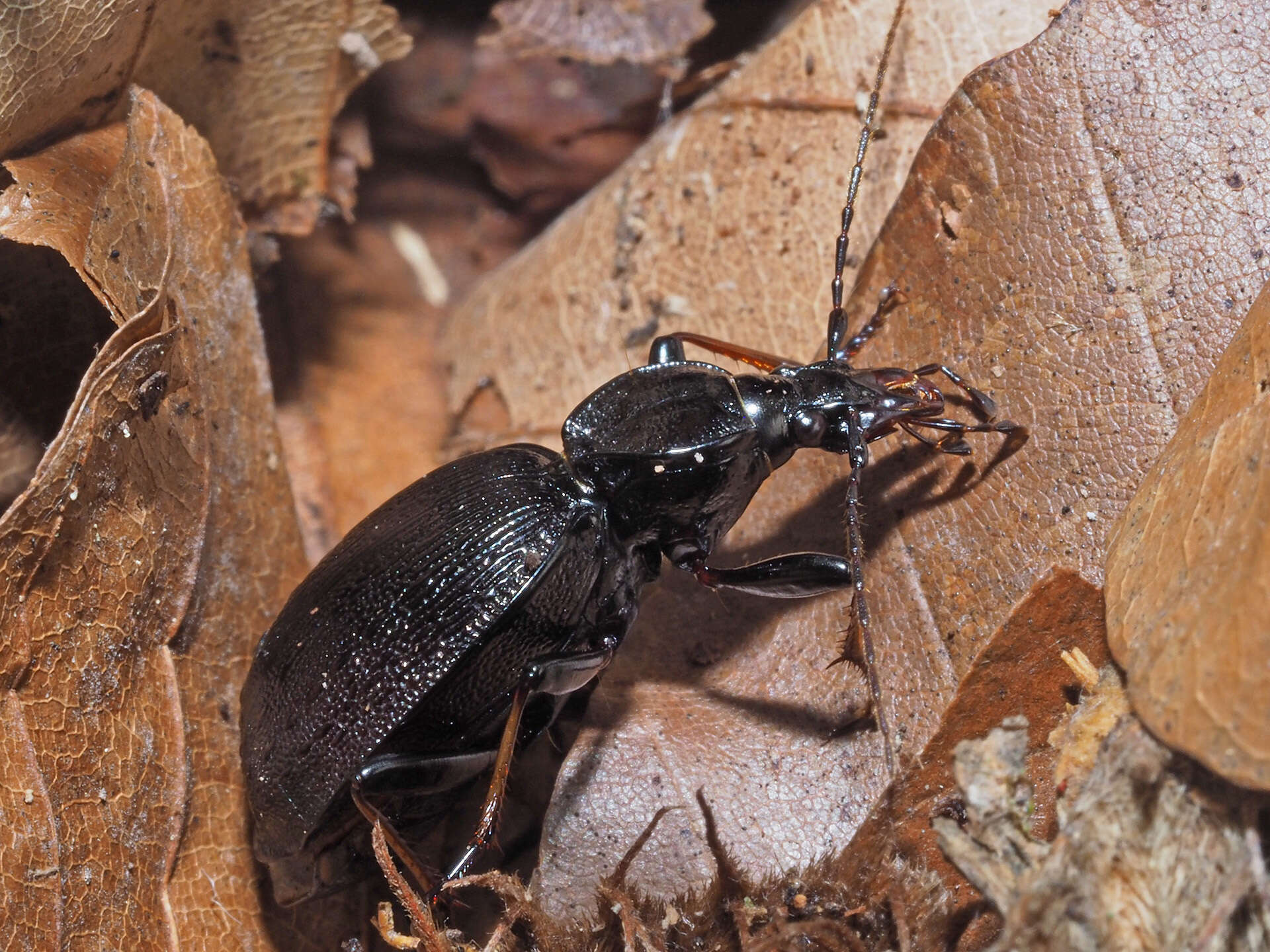 Image of Cychrus attenuatus (Fabricius 1792)