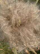 Image of Elk Thistle