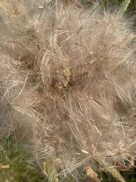 Image of Elk Thistle