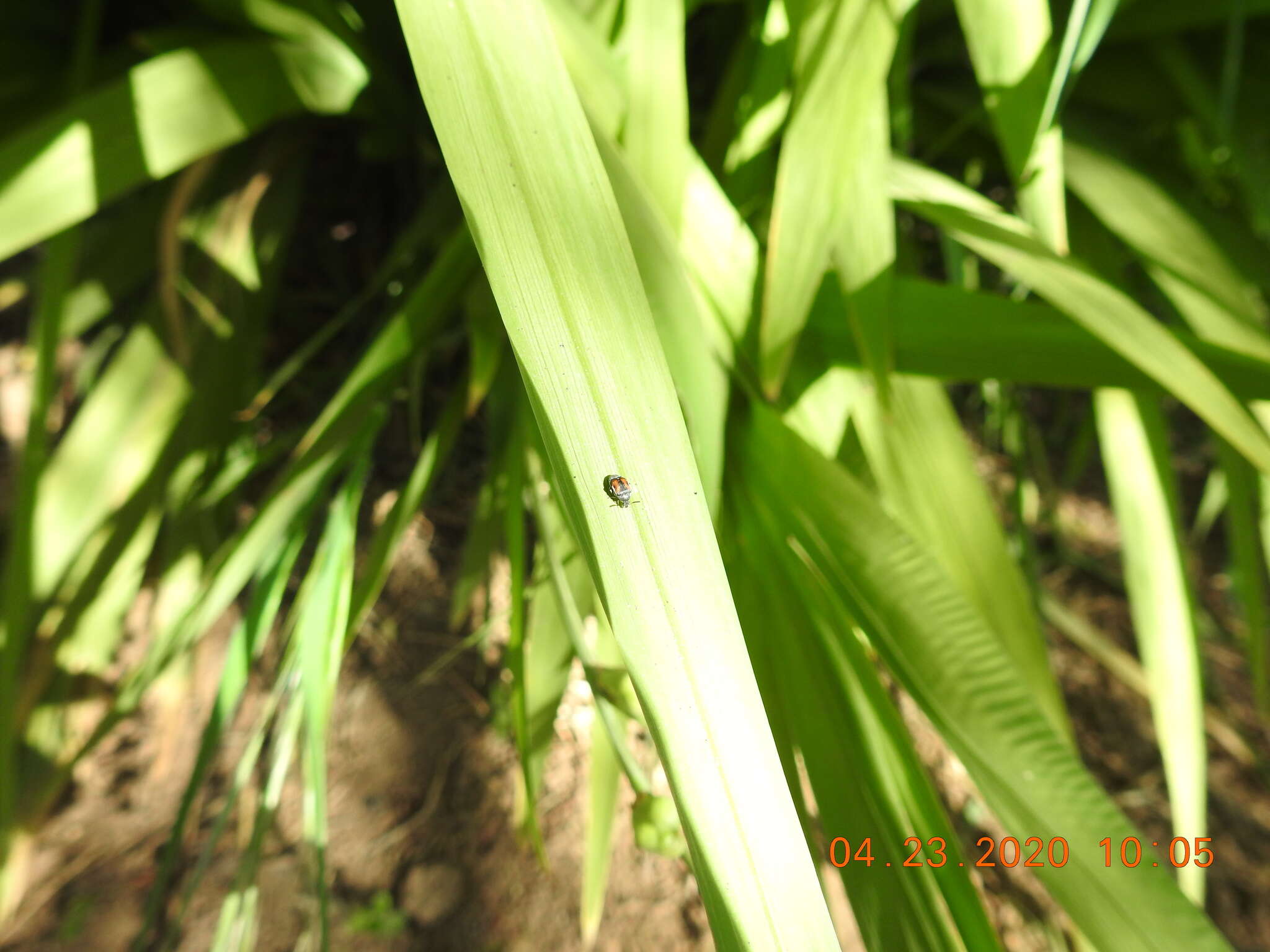 Image of Leaf beetle