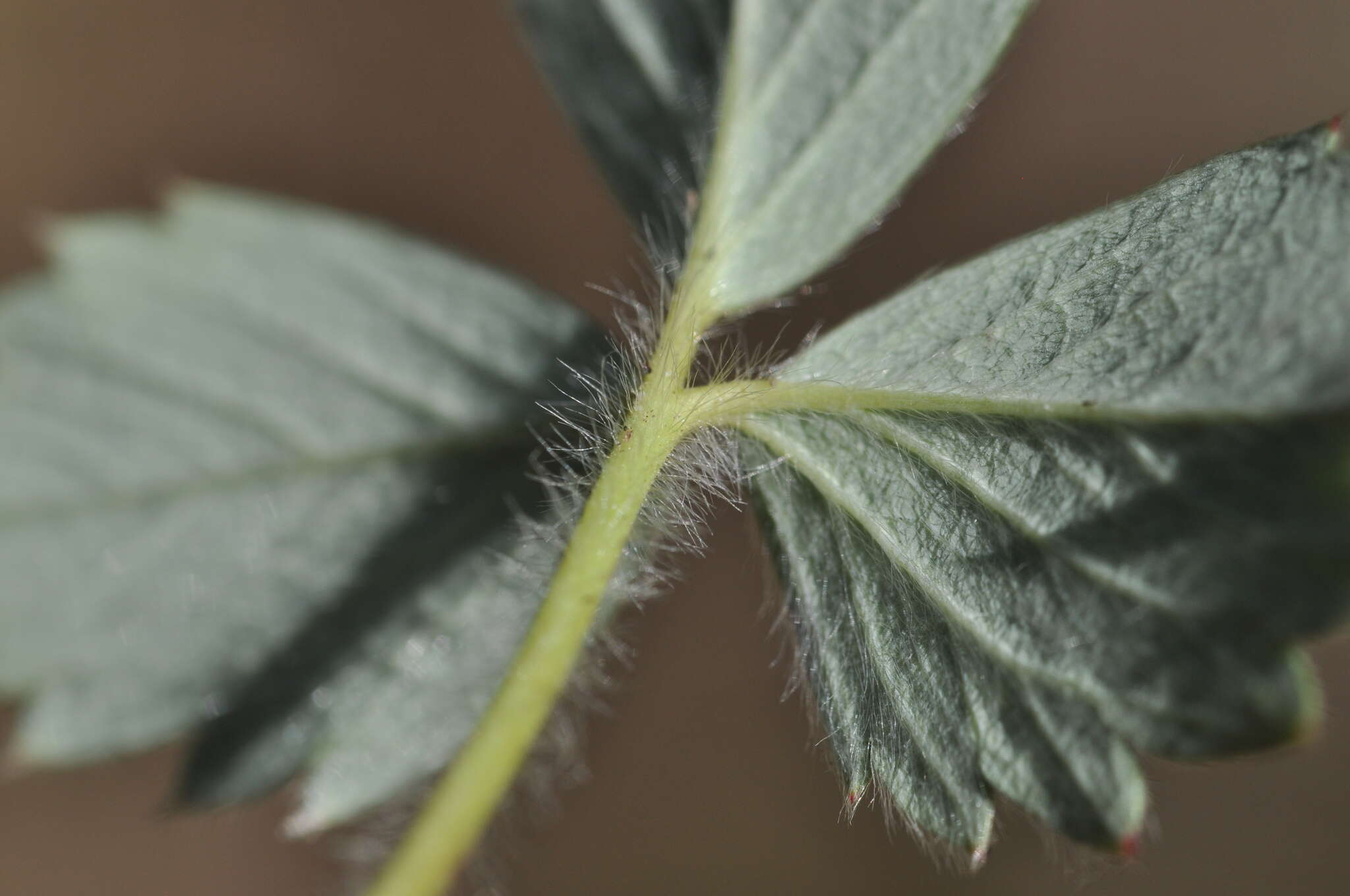 Слика од Fragaria cascadensis K. E. Hummer