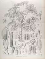 Image of Thaumatophyllum bipinnatifidum (Schott ex Endl.) Sakur., Calazans & Mayo