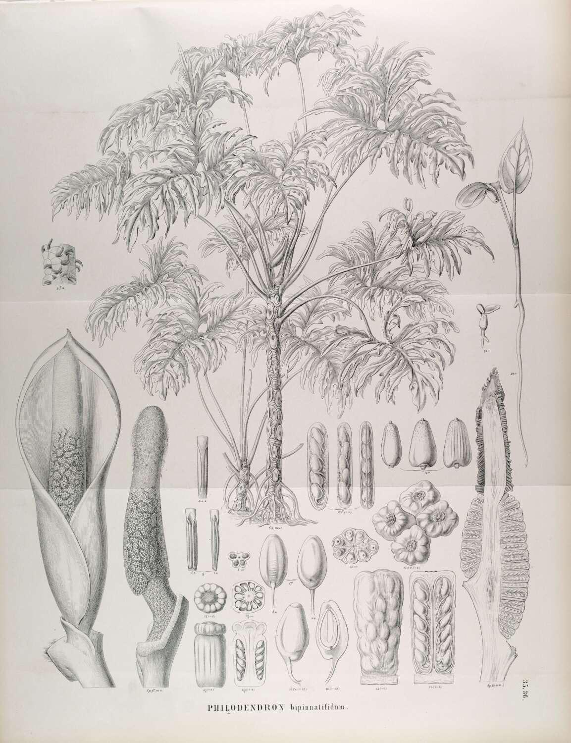 Image of Thaumatophyllum bipinnatifidum (Schott ex Endl.) Sakur., Calazans & Mayo