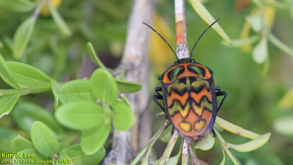 Image of Poecilocoris Dallas 1848