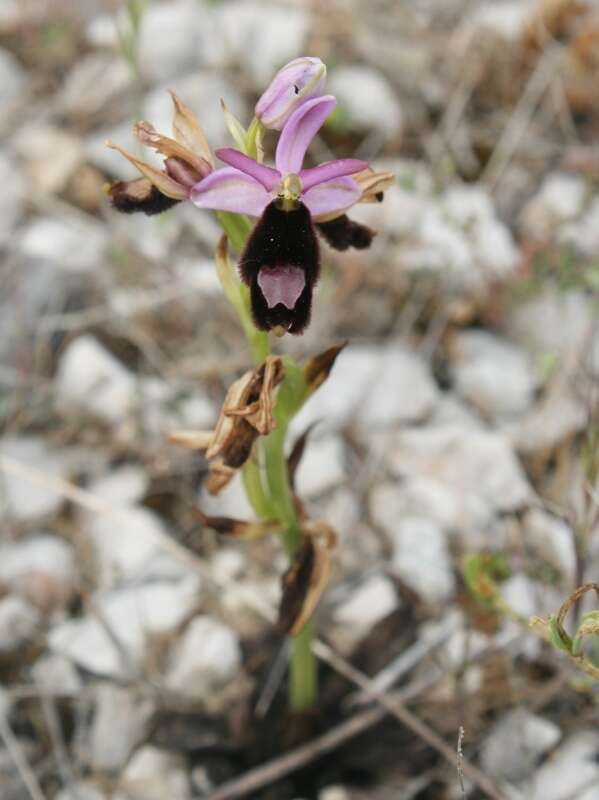 Слика од <i>Ophrys <i>bertolonii</i></i> subsp. bertolonii