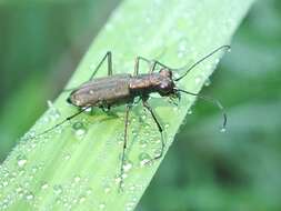 Cylindera (Ifasina) kaleea yedoensis (Kano 1933) resmi