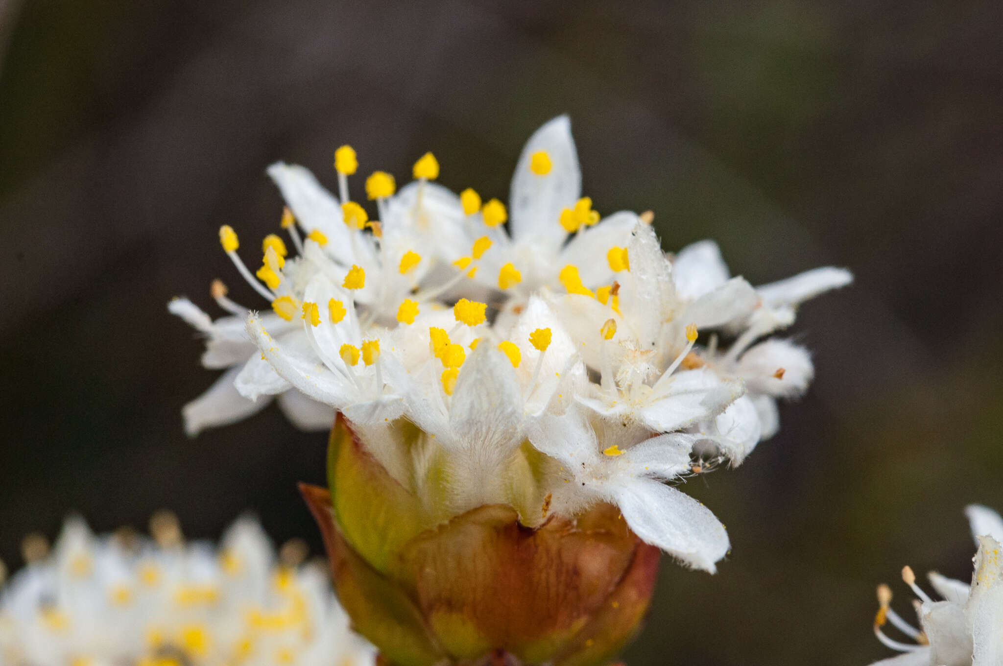 Image of Lachnaea naviculifolia Compton