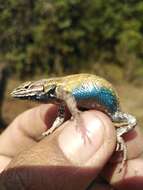 Image of Sceloporus aeneus Wiegmann 1828