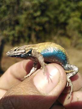 صورة Sceloporus aeneus Wiegmann 1828