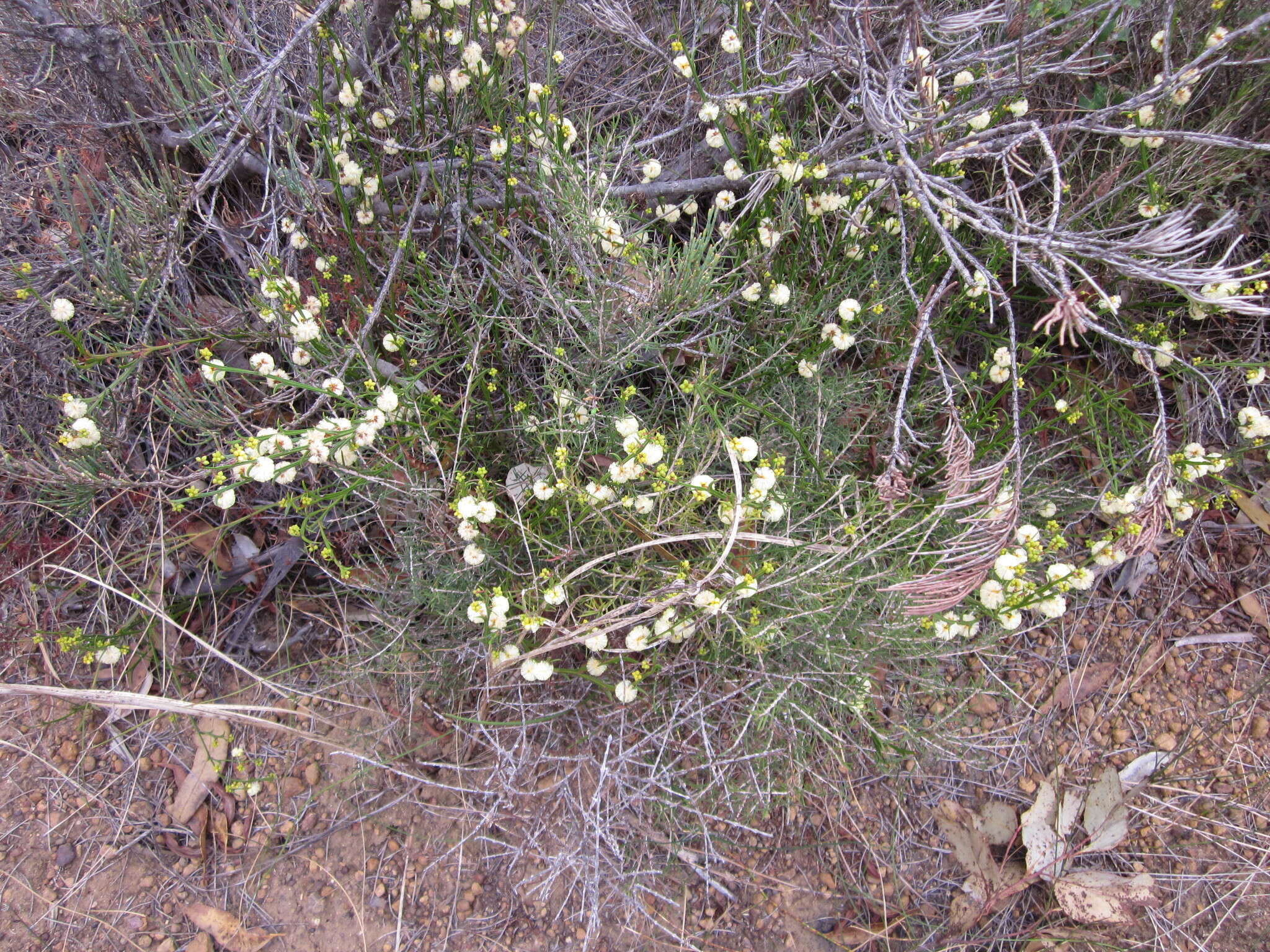 Imagem de Acacia stenoptera Benth.