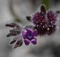 Image of Cynoglossum sphacioticum Boiss. & Heldr.