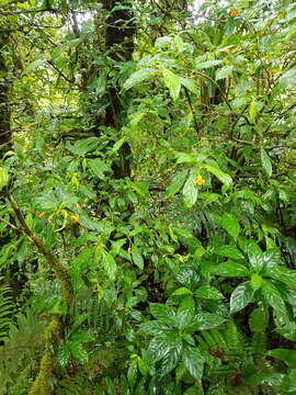 Image of Besleria formosa C. V. Morton