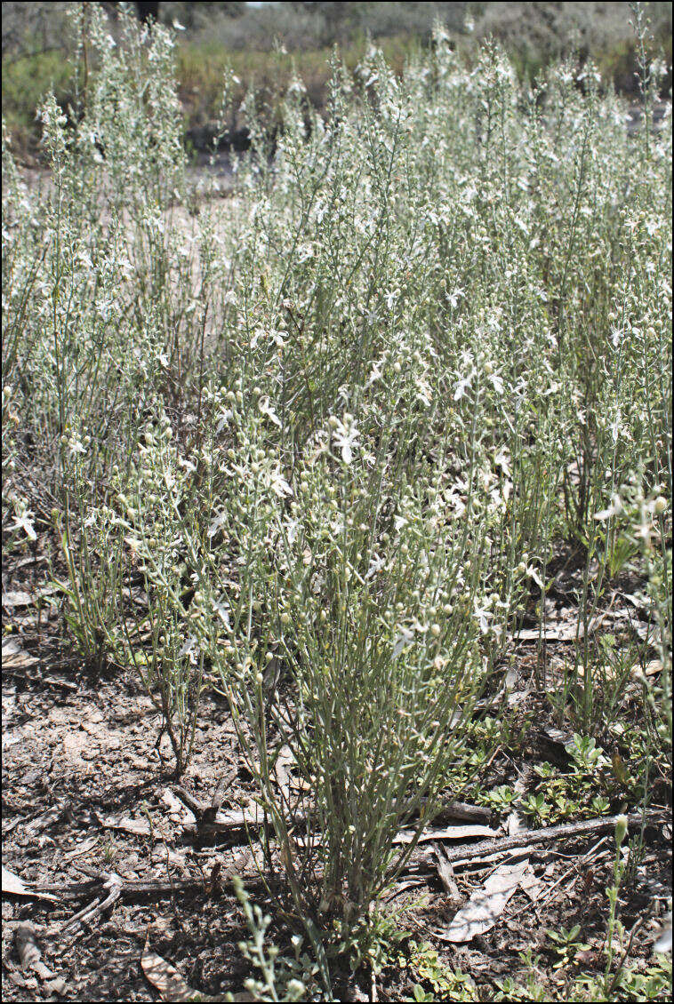 Image of Teucrium racemosum R. Br.