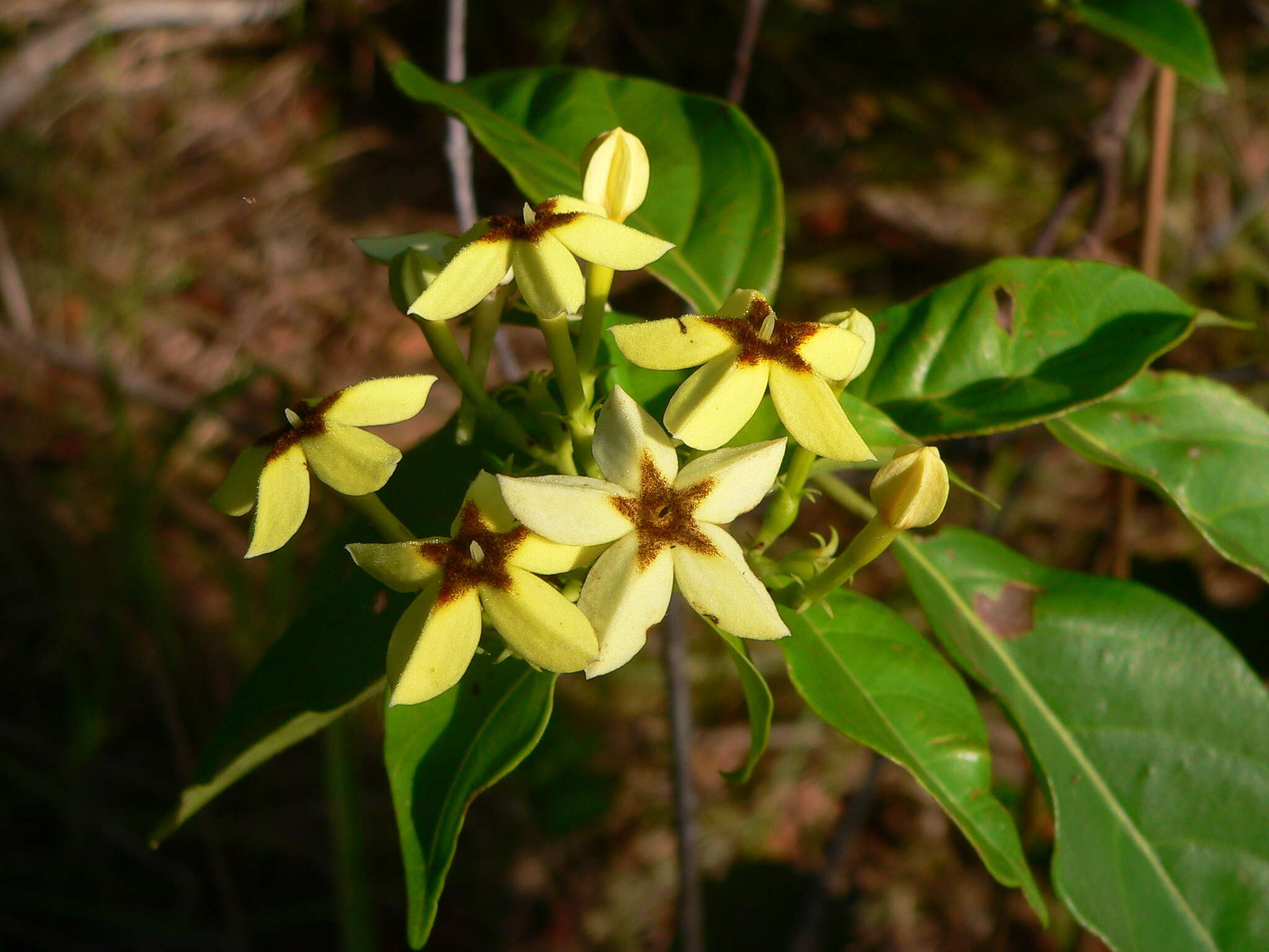 Image of Mussaenda arcuata Poir.