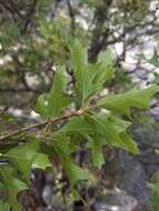 Image of Chisos red oak