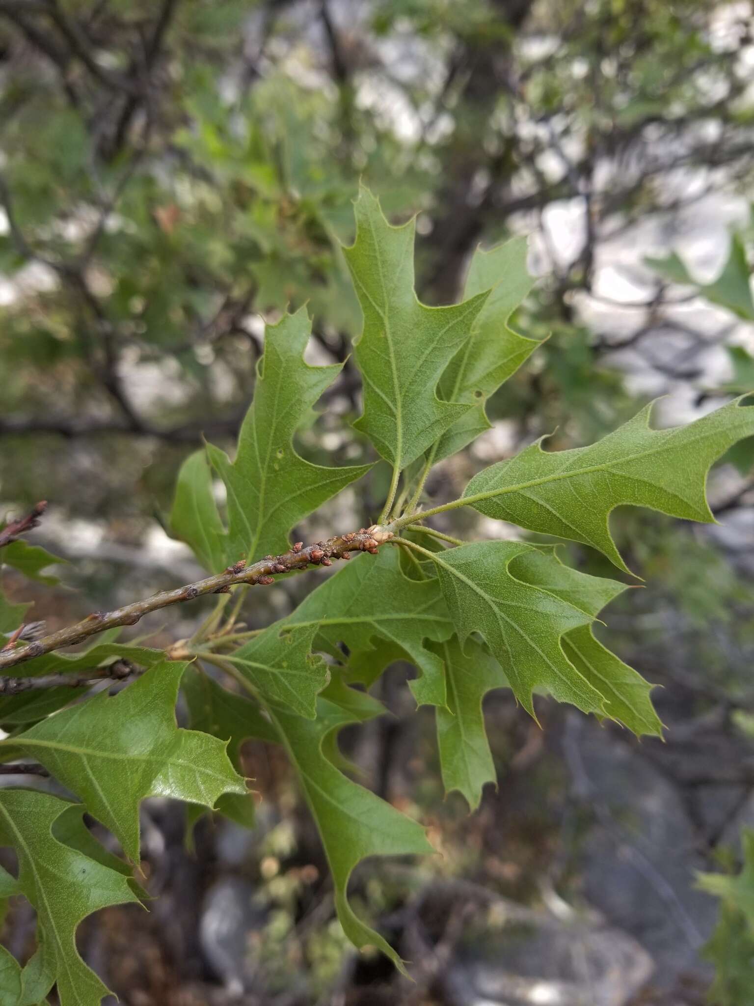 صورة Quercus gravesii Sudw.