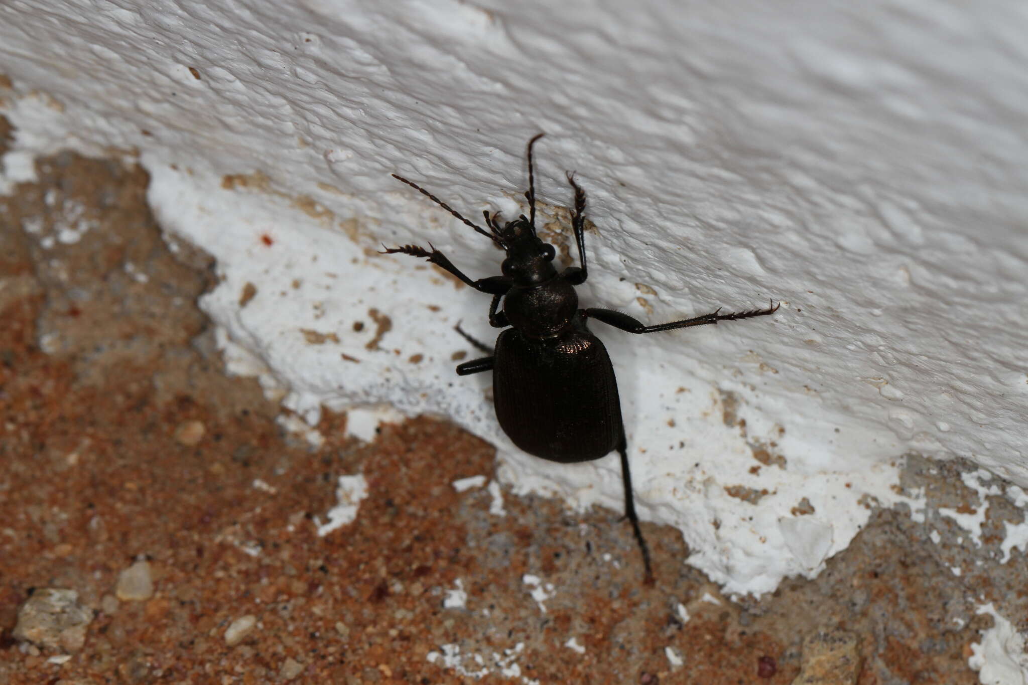 Imagem de Calosoma (Caminara) imbricatum hottentottum Chaudoir 1852