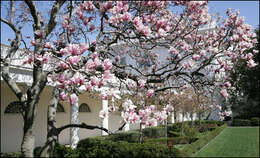 Image of Saucer magnolia