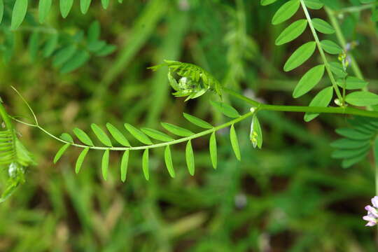 Imagem de Vicia disperma DC.