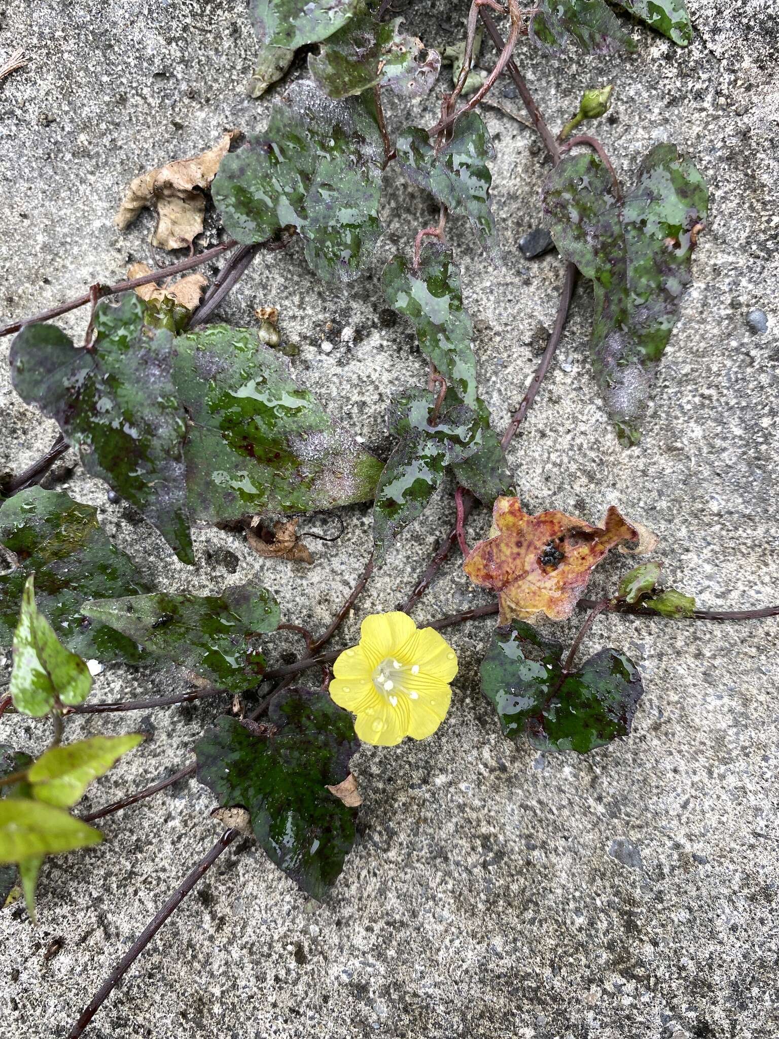 Image de Merremia hederacea (Burm. fil.) Hall. fil.