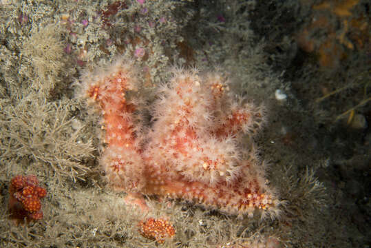 Imagem de Alcyonium glomeratum (Hassall 1843)