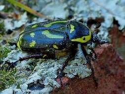 Image of Chlorobapta frontalis (Donovan 1805)