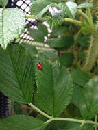 Image of twospotted lady beetle