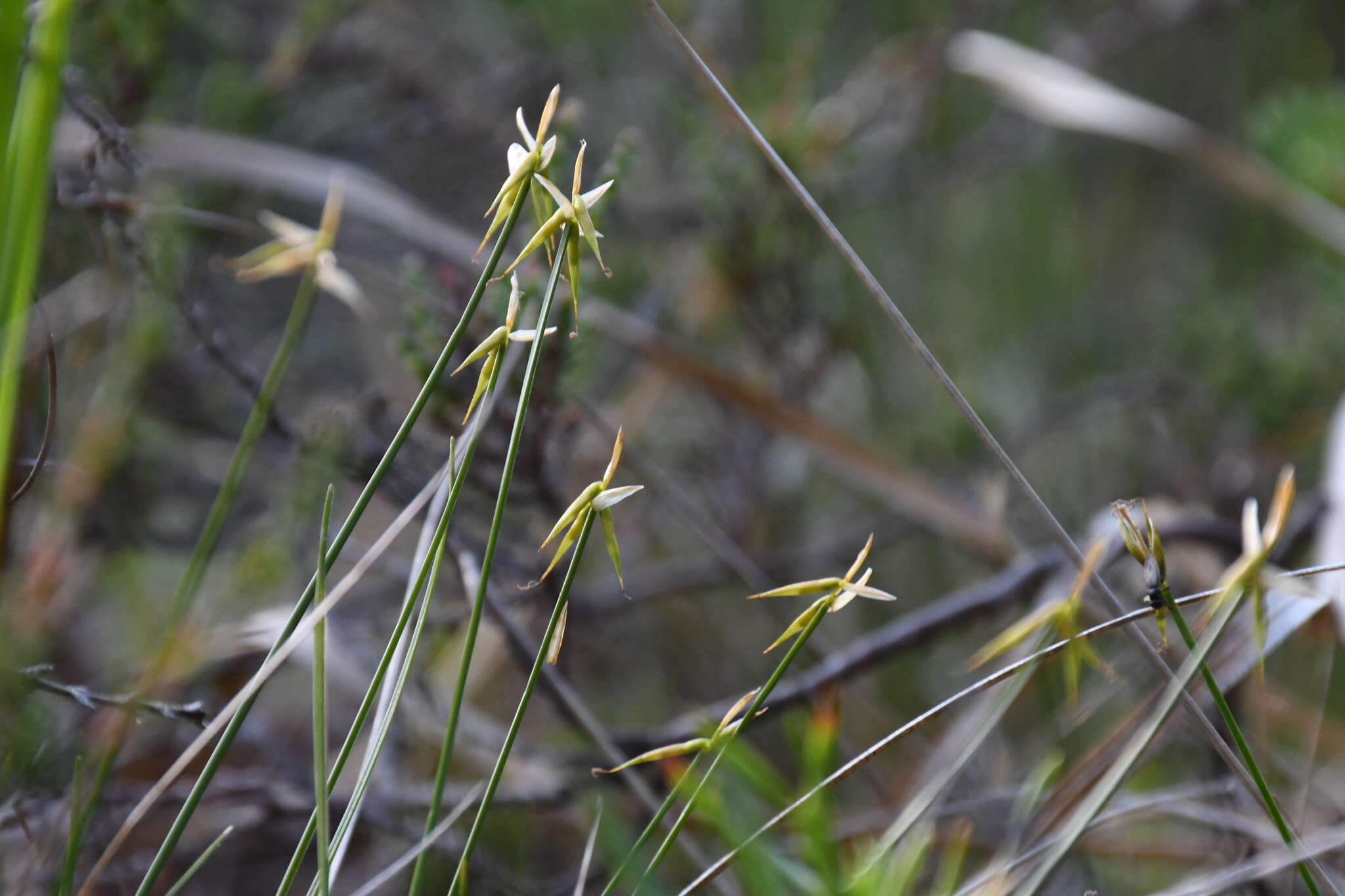 صورة Carex pauciflora Lightf.