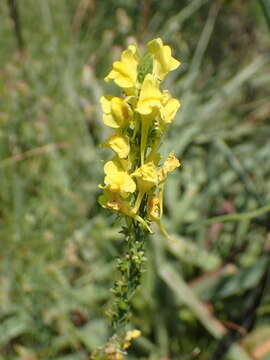 Image of Italian toadflax