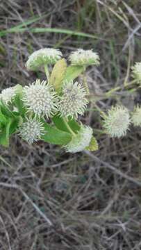 Image of false ironwort