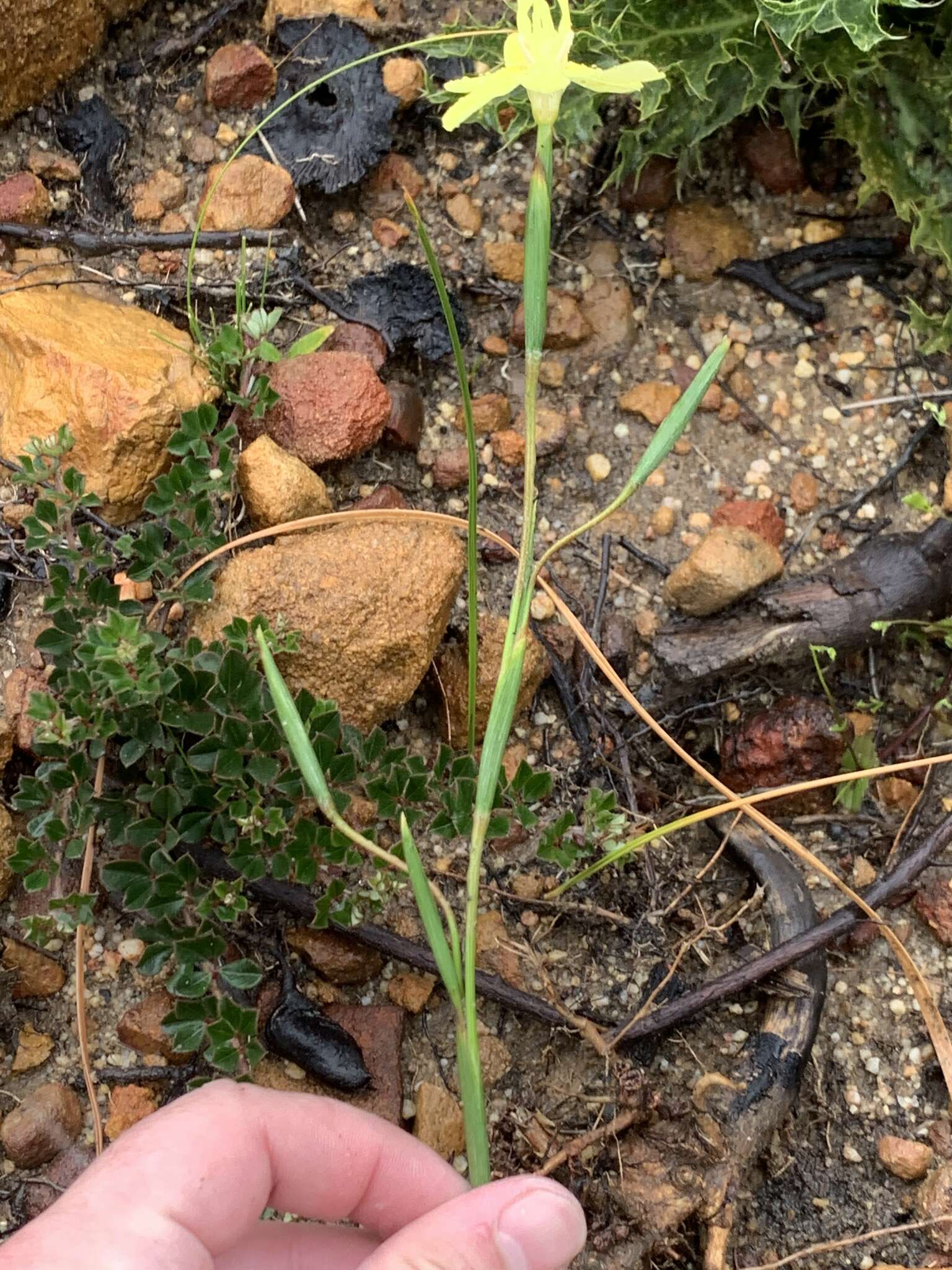 Moraea bituminosa (L. fil.) Ker Gawl. resmi