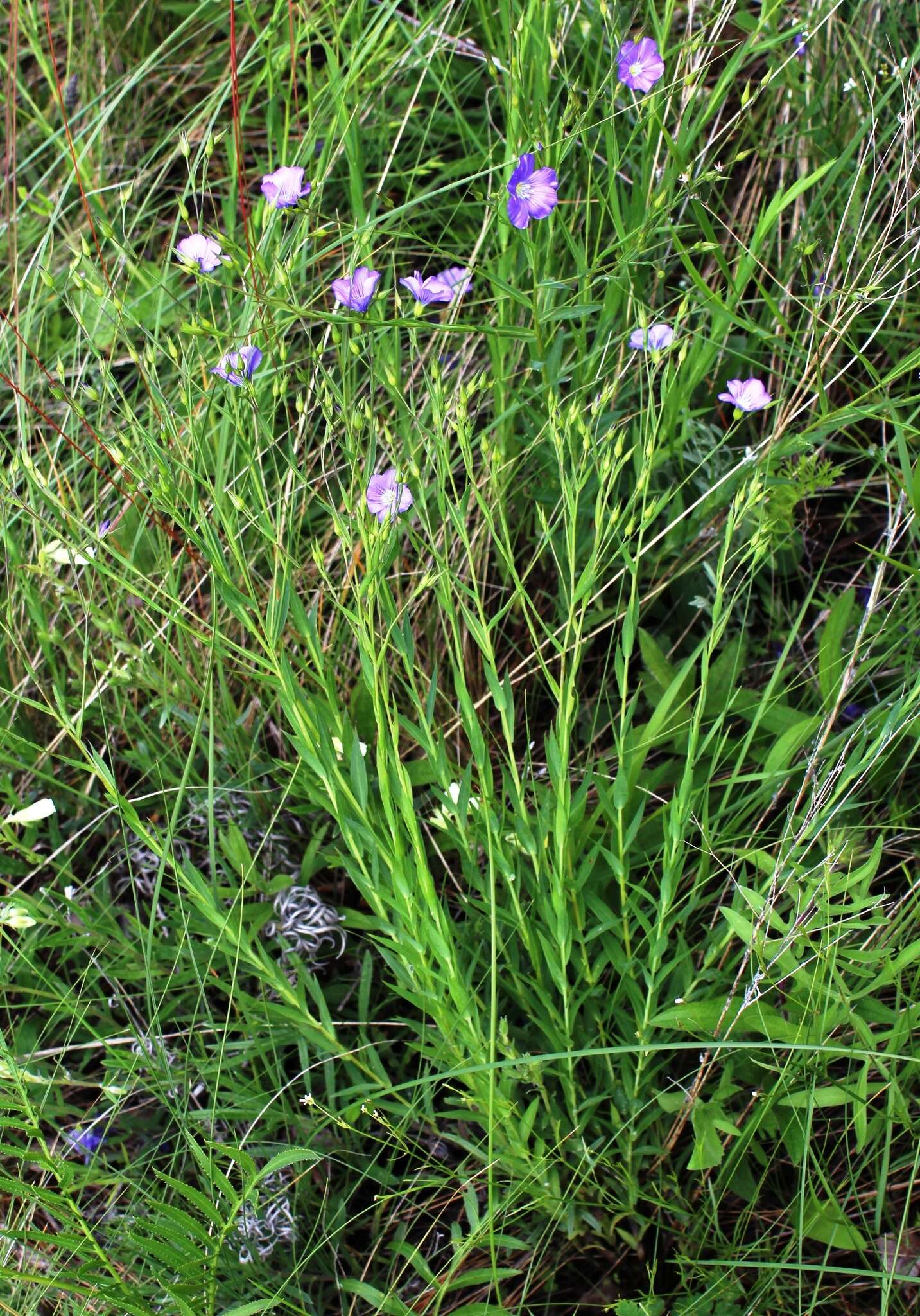 Imagem de Linum nervosum Waldst. & Kit.