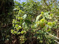 Image of Trichodesma calycosum Collett & Hemsl.