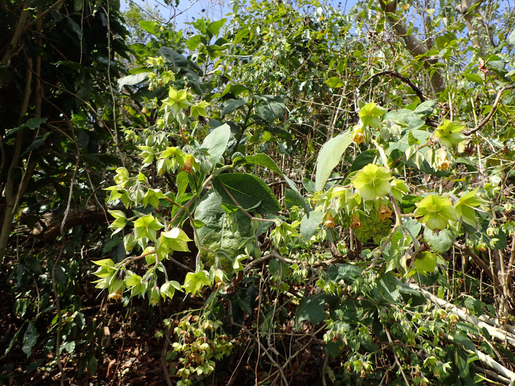 Plancia ëd Trichodesma calycosum Collett & Hemsl.