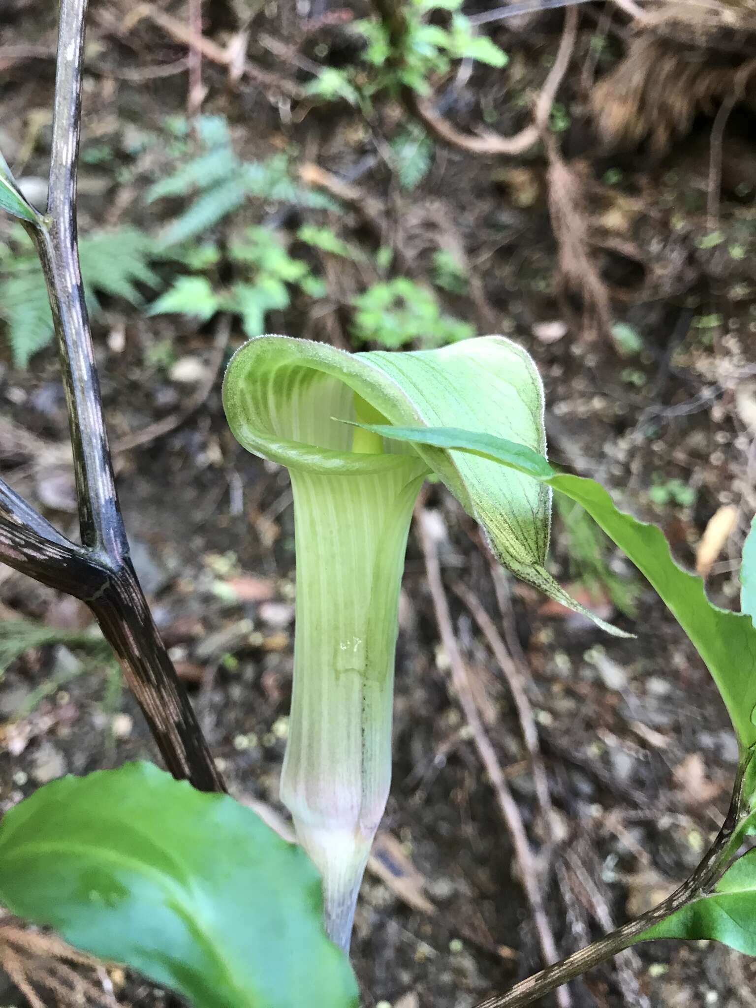 Image of Arisaema yamatense subsp. sugimotoi (Nakai) H. Ohashi & J. Murata