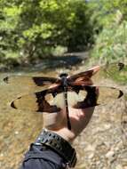 Plancia ëd Chlorogomphus papilio Ris 1927