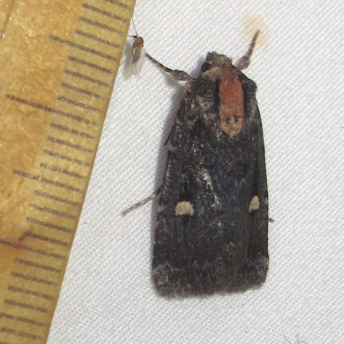 Image of Black Cedar Dart