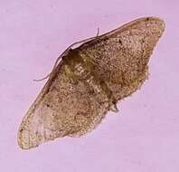 Image of Idaea amplipennis Butler 1889