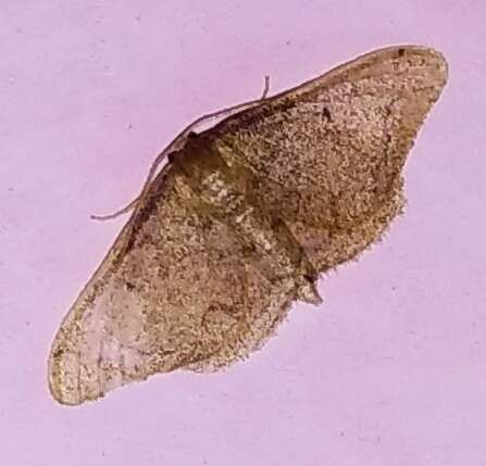 Image of Idaea amplipennis Butler 1889