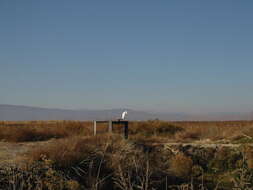 Image of Great Egret