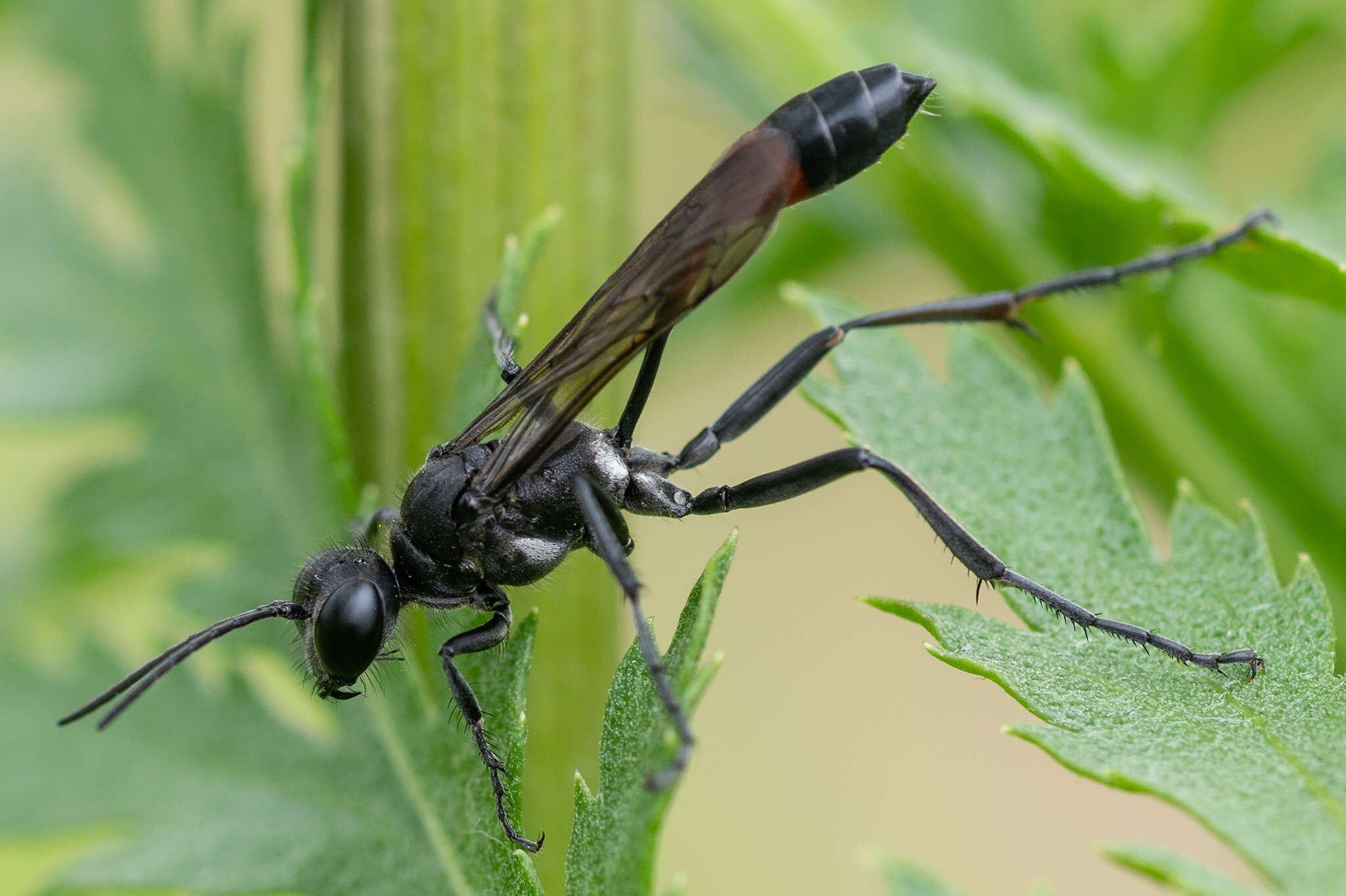 Image of Ammophila pubescens Curtis 1836