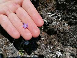 صورة Wahlenbergia violacea J. A. Petterson