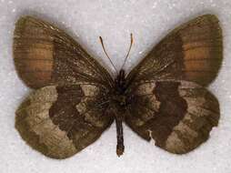 Erebia fasciata Butler 1868 resmi